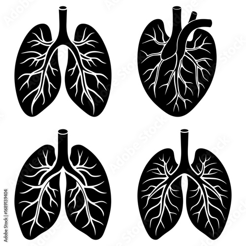Illustration showing human heart and lungs in black and white anatomical medical diagram of respiratory system