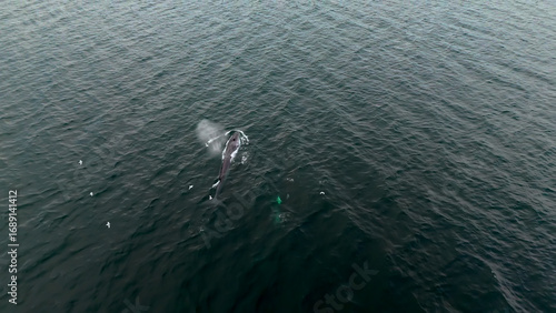 Aerial view of two fin whales, Balaenoptera physalus, hunting in Donegal Bay, Ireland