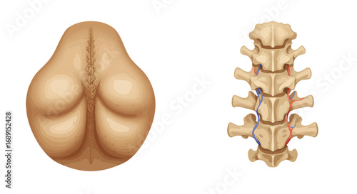 Illustration of a human back and spine with vertebral column.