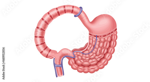 Illustration depicting the anatomy of the human digestive system, specifically the stomach and intestines.