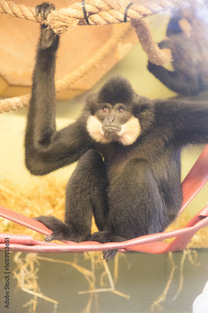 Obraz premium monkey at Edinburgh Zoo Scotland Wildlife Animal 