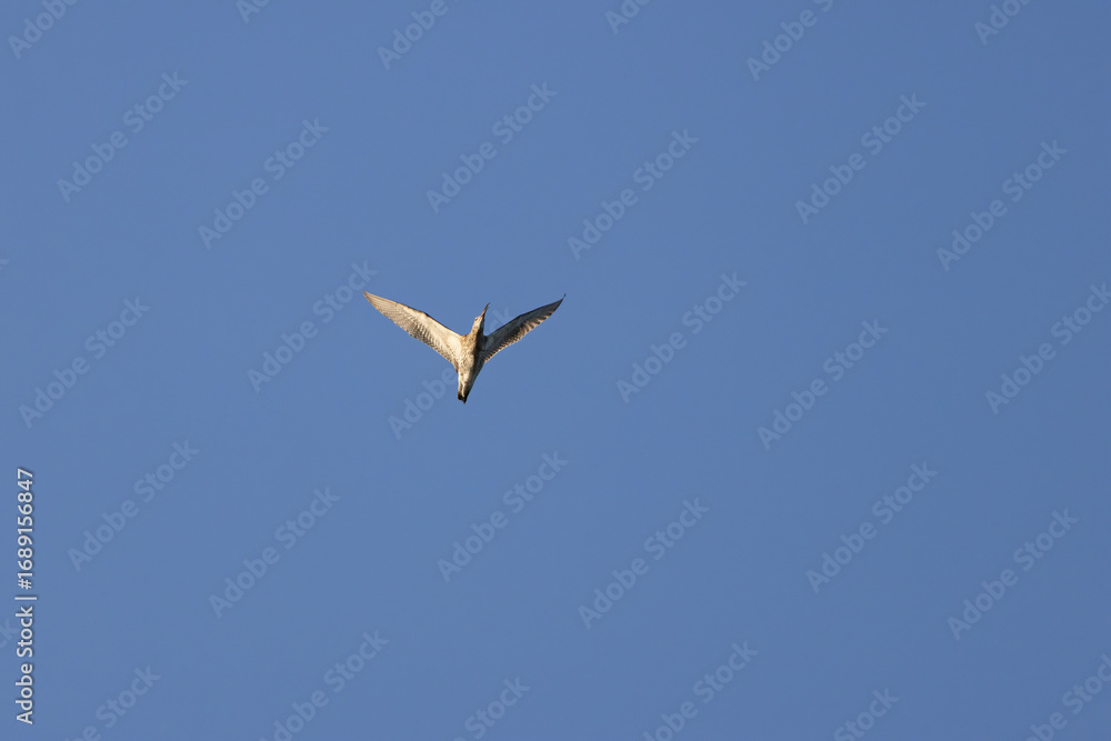 Obraz premium Eurasian Curlew (Numenius arquata) on Bull Island, Dublin. Commonly found in Europe and Asia.