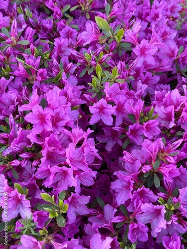 Close-up of bright purple azalea flowers in full bloom, with fresh green leaves creating a colorful floral background