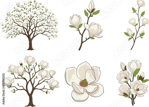 PrintMagnolia tree illustration, blooming magnolia flowers, botanical floral vector, spring blossom branch, white petals, garden plant drawing, nature art, decorative design