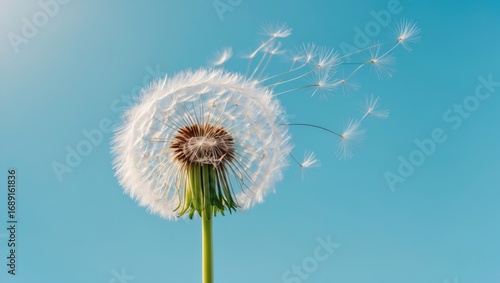 Wallpaper Mural A dandelion seed head releasing seeds against a blue sky background. Torontodigital.ca
