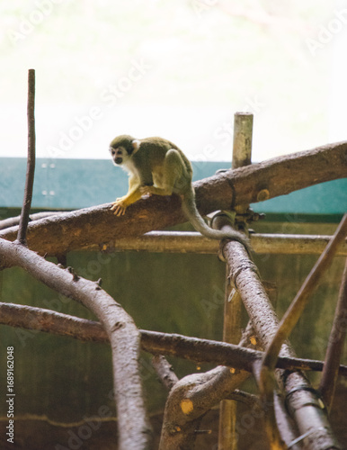 Photography monkey at Edinburgh Zoo Scotland Wildlife Animal