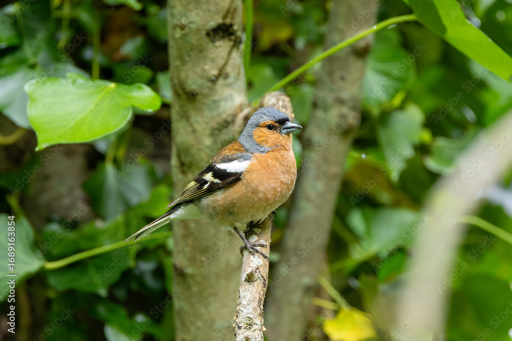 Φωτογραφία Male Chaffinch (Fringilla coelebs) in Botanic Gardens