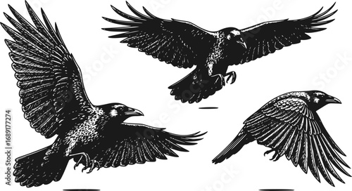 Set of Flying Crow Vector Sketch, Hand-Drawn Engraved Style Illustration of Large Black Bird and Vintage Raven Drawing