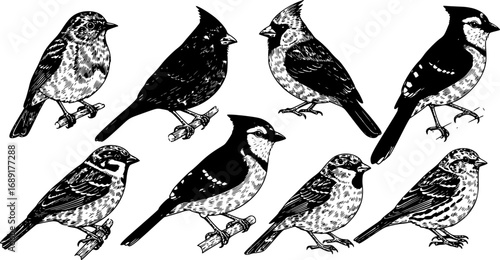 Vector Collection of Hand-Drawn Bird Illustrations in Engraved Style Featuring Backyard Songbirds on Vintage Background with Detailed Wildlife Drawings