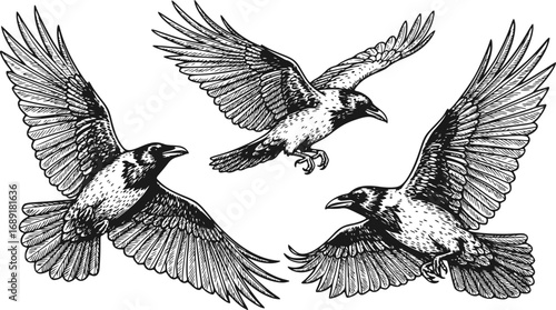 set of Flying Crow Vector Sketch, Hand-Drawn Engraved Style Illustration of Large Black Bird and Vintage Raven Drawing