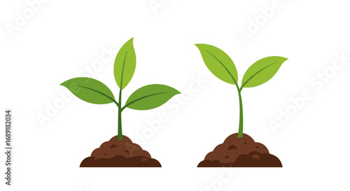 Two small green plants sprouting from rich brown soil showing growth and natural development