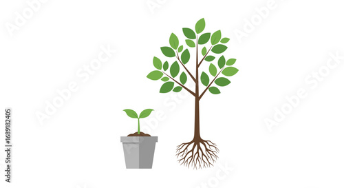 Visualizing the stages of plant growth from a small seedling to a mature tree showcasing the development of roots and leaves over time
