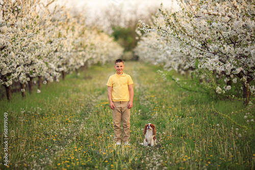 Smiling boy in yellow shirt with cute cavalier king charles spaniel dog in blooming spring orchard, child and pet outdoors in nature, friendship and happiness
