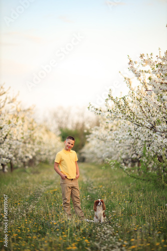 Smiling boy in yellow shirt with cute cavalier king charles spaniel dog in blooming spring orchard, child and pet outdoors in nature, friendship and happiness
