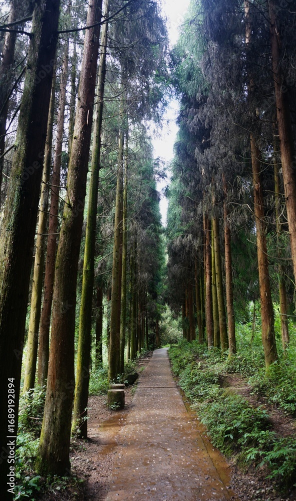Fototapeta premium path in the forest