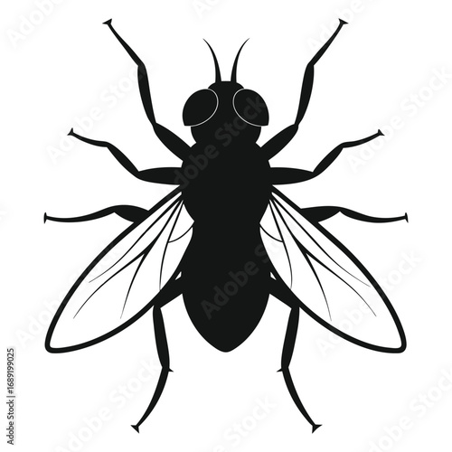 Silhouette of a House Fly