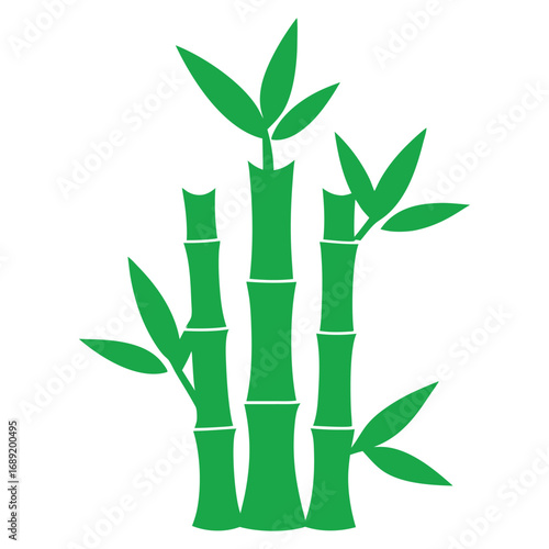 Bamboo plant illustration