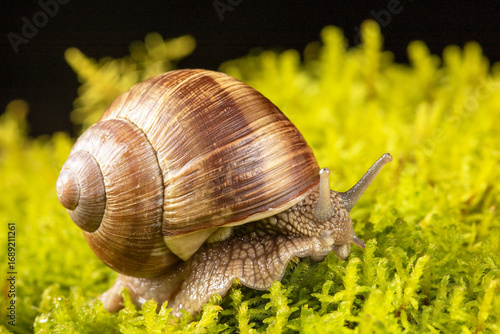 Grape snail macro photography in varied angles with lush moss background