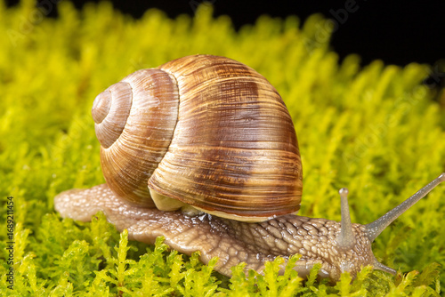 Macro photography of a grape snail featuring different angles on a mossy background