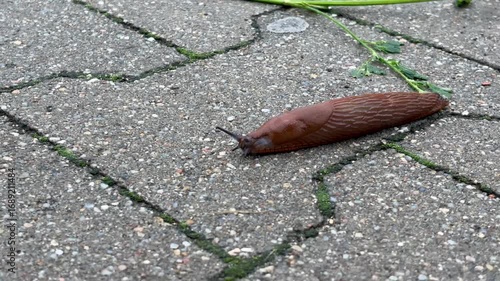 Wallpaper Mural Brown Slug Explores the Urban Pathway Under Gentle Morning Light and Greenery Torontodigital.ca