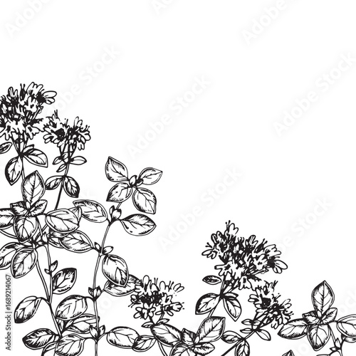 Oregano branch with flowers. Vector frame hand drawn with ink. Graphic template for label design, restaurant menu