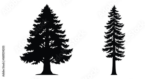 two tall pine trees standing side by side in silhouette