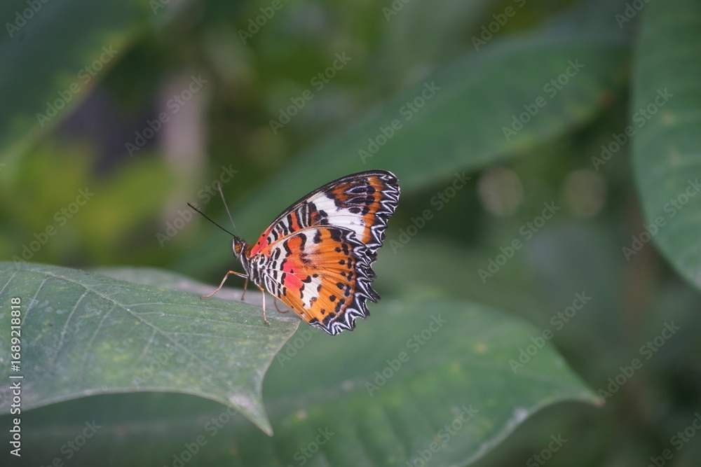 Fototapeta premium butterfly on leaf