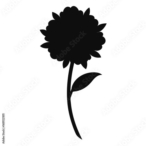 silhouette  scabiosa columbaria vector on white
