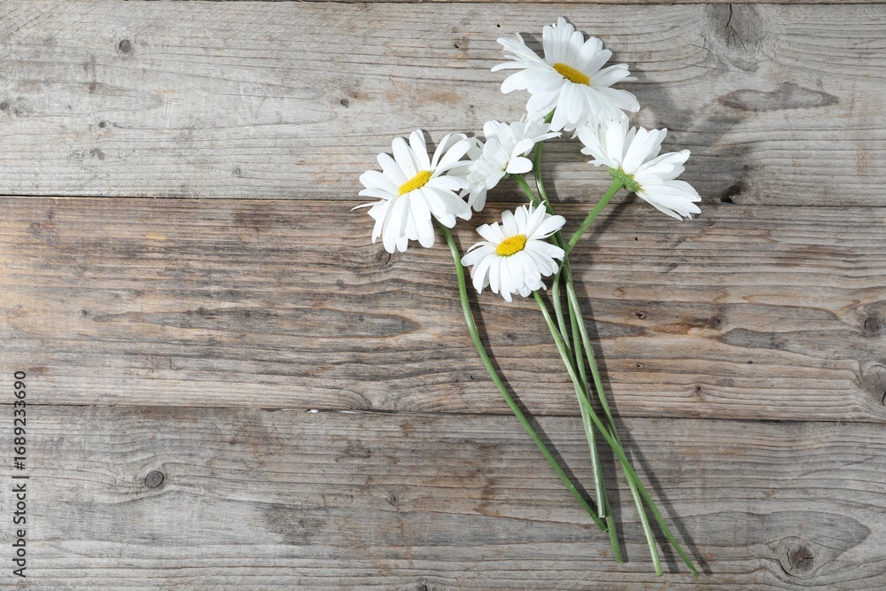 Obraz premium Beautiful chamomile flowers on wooden table, flat lay. Space for text