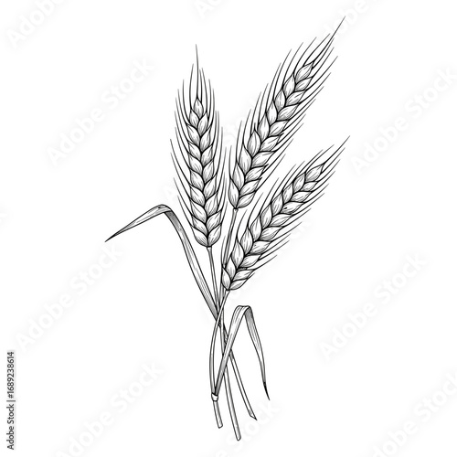 vintage sketch three wheat ears elegant composition illustration - hand drawn doodle black outline vector on a white background svg