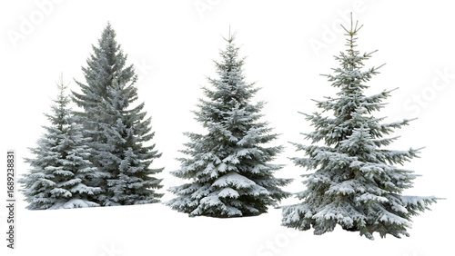 Three snow-covered fir trees 