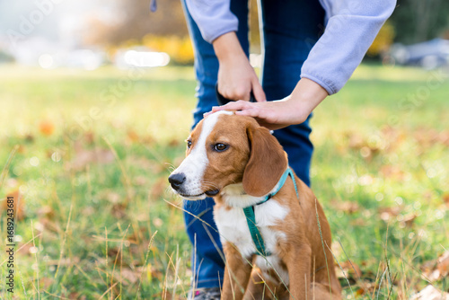 Dog training in autumn park. Puppy walking on leash. Woman and adopted pet playing, enjoying outdoor activities, dog daycare. Girl dog sitter. Lifestyle authentic moment. People and animals