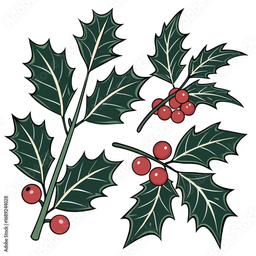 Ripe red holly berries and green leaves on a branch make for a festive Christmas decoration