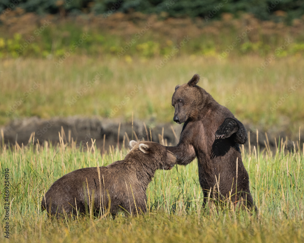 Fototapeta premium Two male bears playing in a field