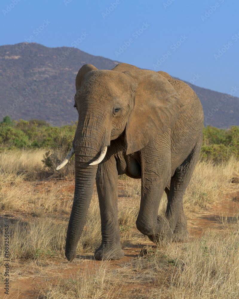 Obraz premium Large African elephant bull walking through savannah at Samburu National Reserve in Kenya Africa