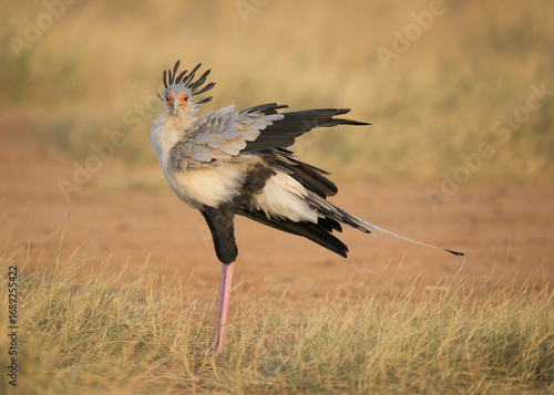 Secretarybird standing in grassland of Samburu National Reserve in Kenya Africa