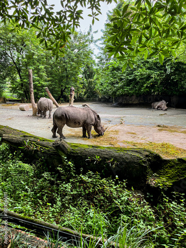 A Single horn Rhinoceros in the zoo of Singapore in Singapore