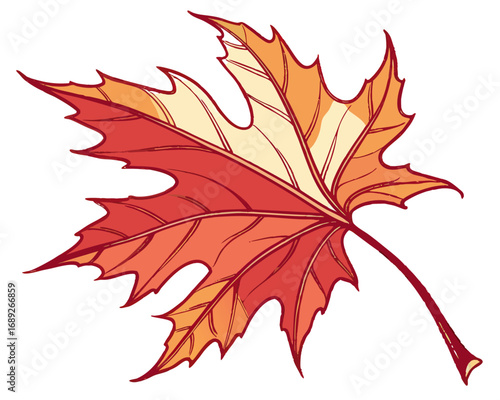 Beautiful, vibrant red and yellow autumn maple leaves, isolated on a white background, signifying the changing season