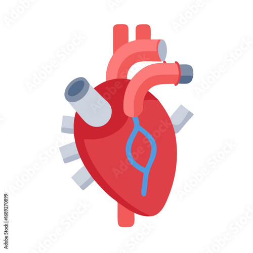 Flat anatomical human heart illustration on black background isolated