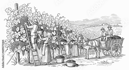 Autumn harvest scene depicting people picking grapes into baskets using ladders and horse-drawn carts. Autumn harvest preparation includes workers and vineyard view in the background,