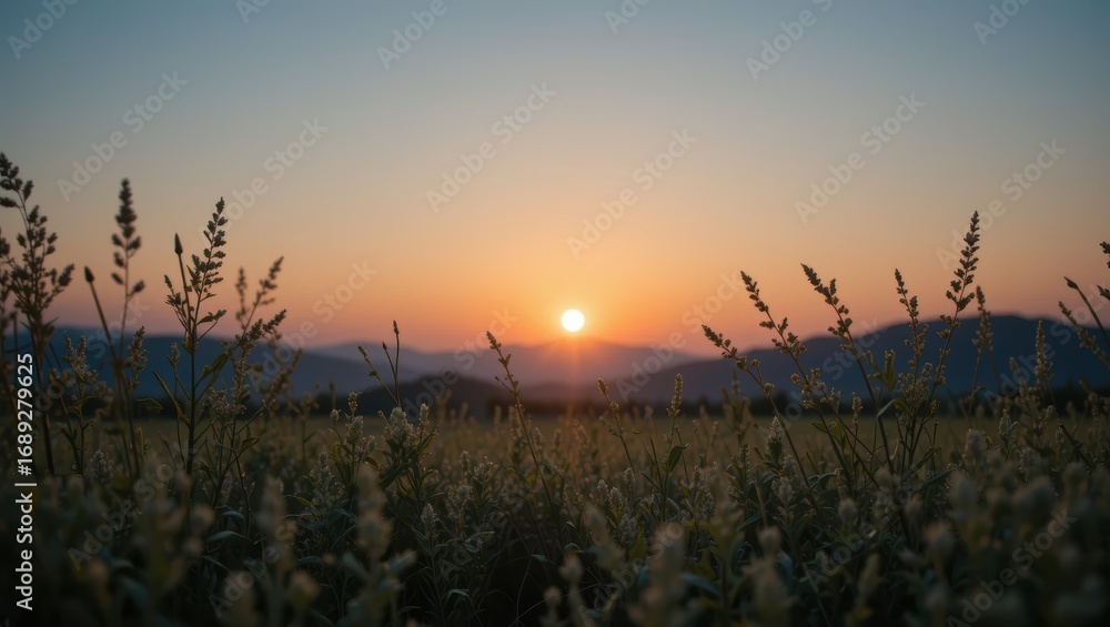 Obraz premium Golden Sunset Over Peaceful Field with Silhouetted Grass and Distant Mountains