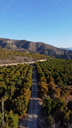 Aerial view of a road through a forest