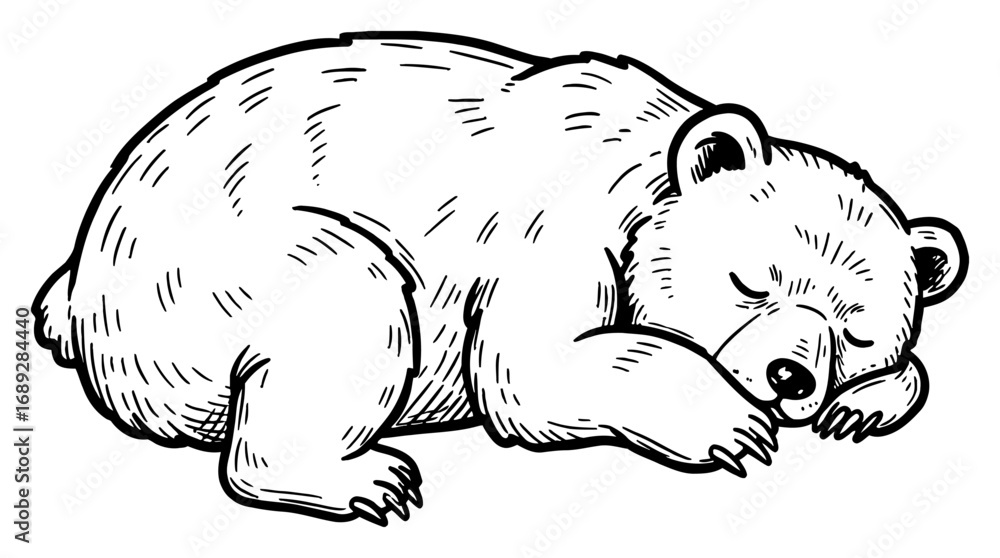 Obraz premium Cute Sleeping Bear Curled Up in Peaceful Slumber Black and White Outline Line Art Drawing