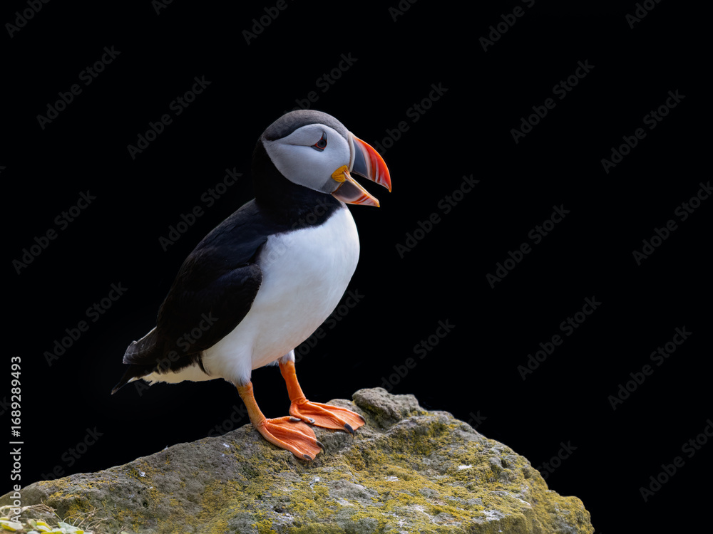 Fototapeta premium Atlantic Puffin Perched on Rocky Outcrop Against Dark Background