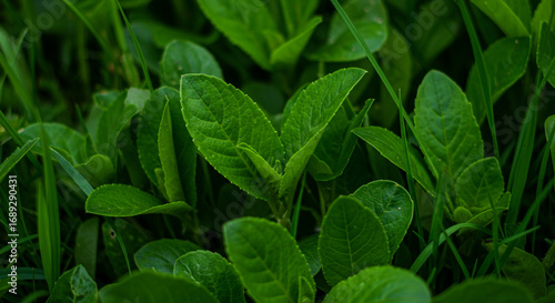 Wallpaper Mural Lush green leaves create a vibrant, natural backdrop for serene outdoor scenes and organic designs Torontodigital.ca