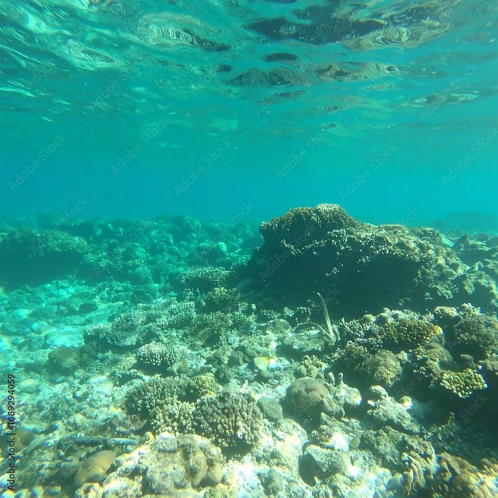Fototapeta premium Underwater coral reef scene (2)