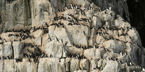 Nesting colony of Brunnich’s Guillemots on the cliffs of Svalbard