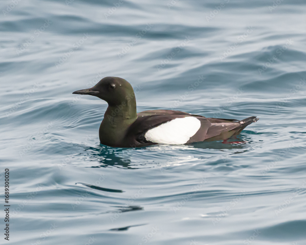 Fototapeta premium Black guillemot in the water
