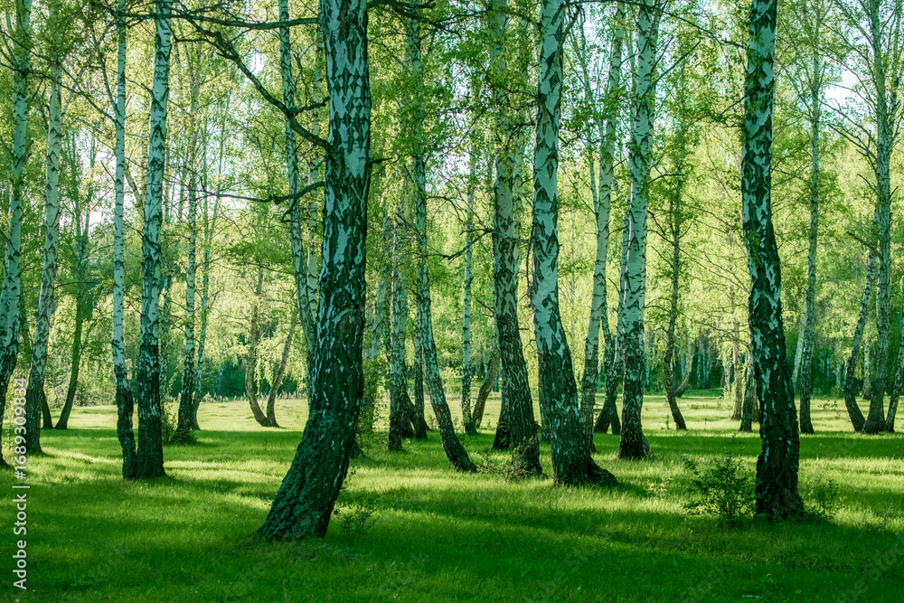 Fototapeta premium A forest with lots of trees and lots of sunlight