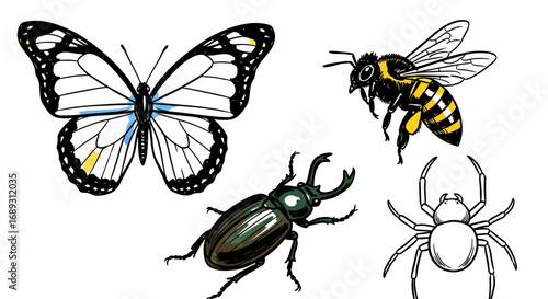 Hand drawn insects butterfly bee beetle spider illustration